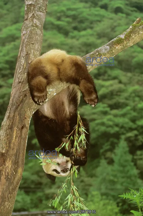 : Giant Panda - Hanging upside down in tree : Giant Panda - Hanging upside down in tree
