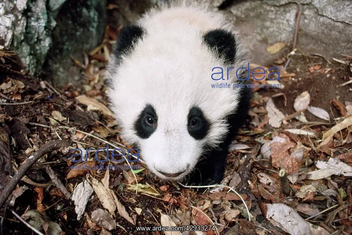 : Giant Panda - juvenile in den - 4 months old : Giant Panda - juvenile in den - 4 months old