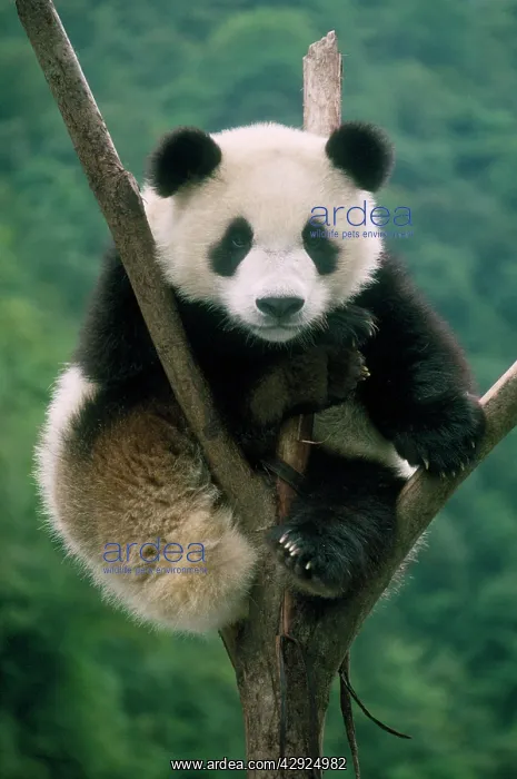 : Giant Panda - juvenile sitting in tree fork : Giant Panda - juvenile sitting in tree fork