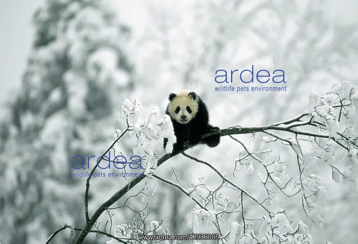 : Giant PANDA - juvenile up tree, in snow : Giant PANDA - juvenile up tree, in snow