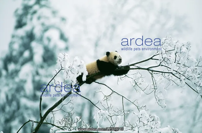 : Giant Panda - juvenile up tree in snow : Giant Panda - juvenile up tree in snow
