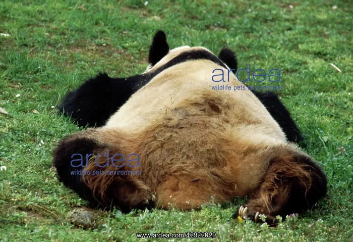 : Giant Panda - lies on grass : Giant Panda - lies on grass