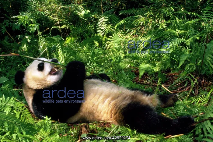 : Giant PANDA - lying on back : Giant PANDA - lying on back