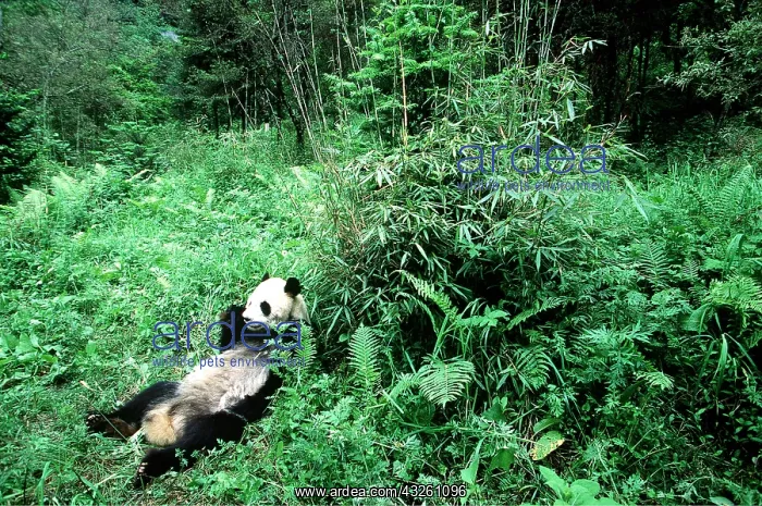 : GIANT PANDA - lying on back, eating bamboo : GIANT PANDA - lying on back, eating bamboo