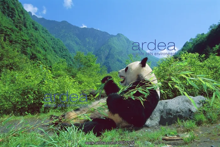 : Giant Panda - Lying back feeding with mountains : Giant Panda - Lying back feeding with mountains