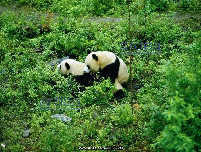 : Giant Panda - mating attempt : Giant Panda - mating attempt