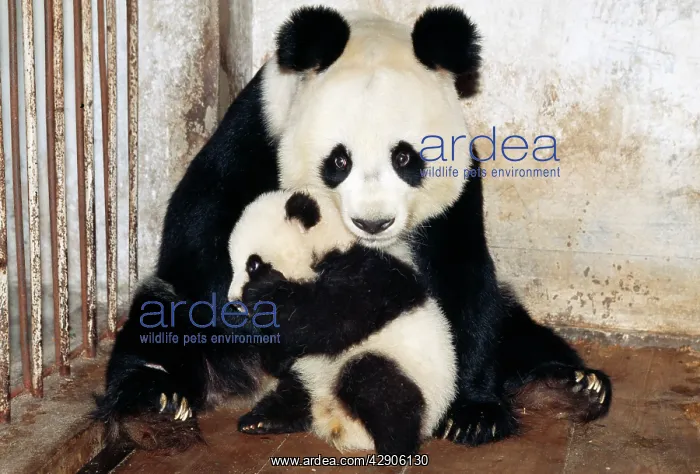 : GIANT PANDA - mother & cub in cage : GIANT PANDA - mother & cub in cage