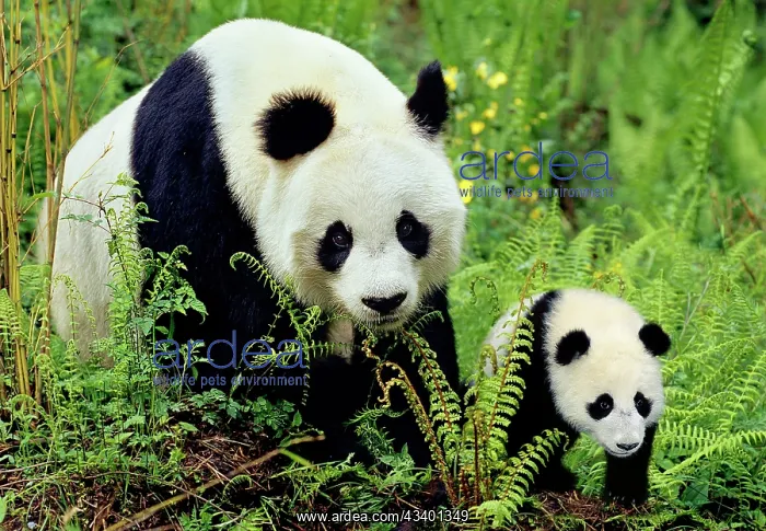 : Giant Panda - Mother and Young Cub : Giant Panda - Mother and Young Cub
