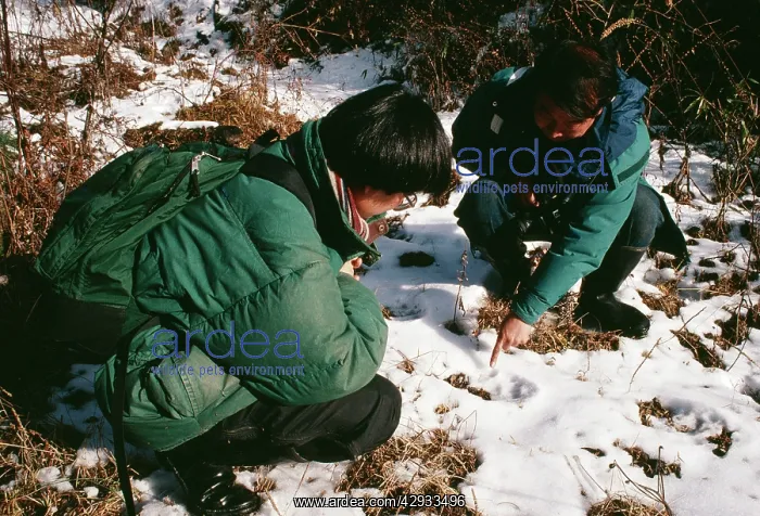 : Giant Panda - Pan Wenshi & Lu Zhi pointing out : Giant Panda - Pan Wenshi & Lu Zhi pointing out