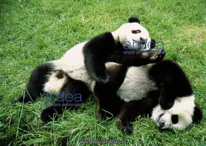 : Giant Panda - two playing : Giant Panda - two playing