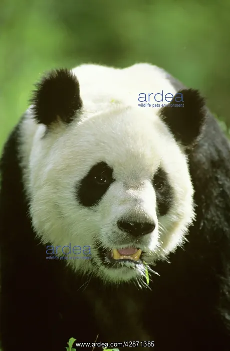 : Giant Panda - Portrait : Giant Panda - Portrait