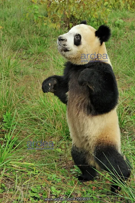 : Giant Panda - Qinling Panda : Giant Panda - Qinling Panda