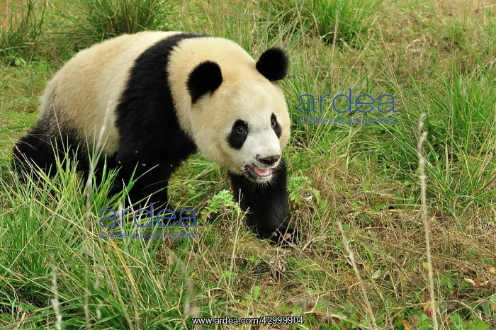 : Giant Panda - Qinling Panda : Giant Panda - Qinling Panda