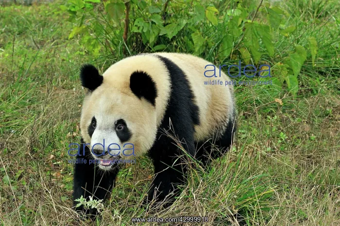 : Giant Panda - Qinling Panda : Giant Panda - Qinling Panda