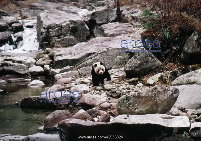 : Giant Panda - in rocky landscape : Giant Panda - in rocky landscape