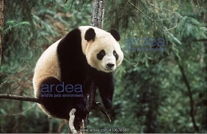 : GIANT PANDA - Sits on branch up tree : GIANT PANDA - Sits on branch up tree
