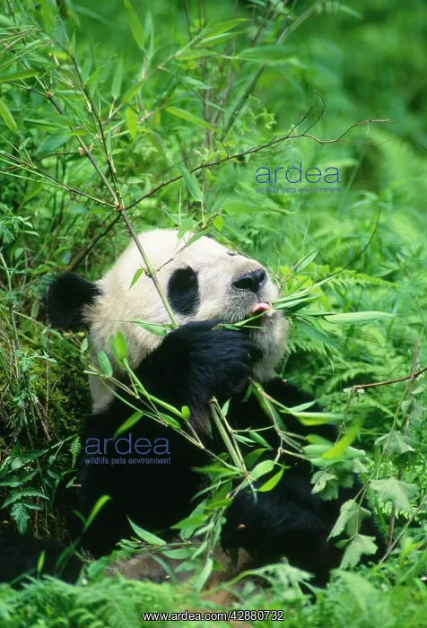 : GIANT PANDA - Sitting, eating bamboo : GIANT PANDA - Sitting, eating bamboo