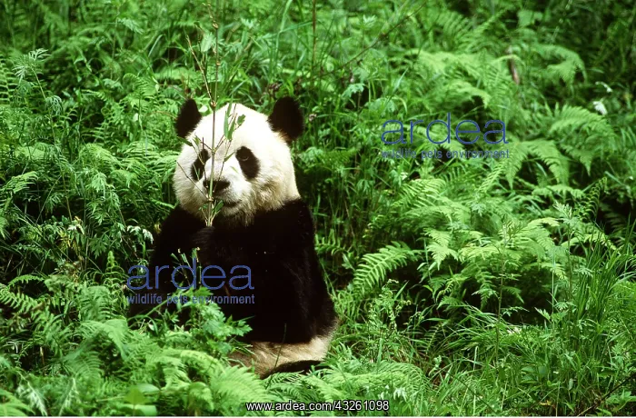 : GIANT PANDA - Sitting, eating bamboo : GIANT PANDA - Sitting, eating bamboo