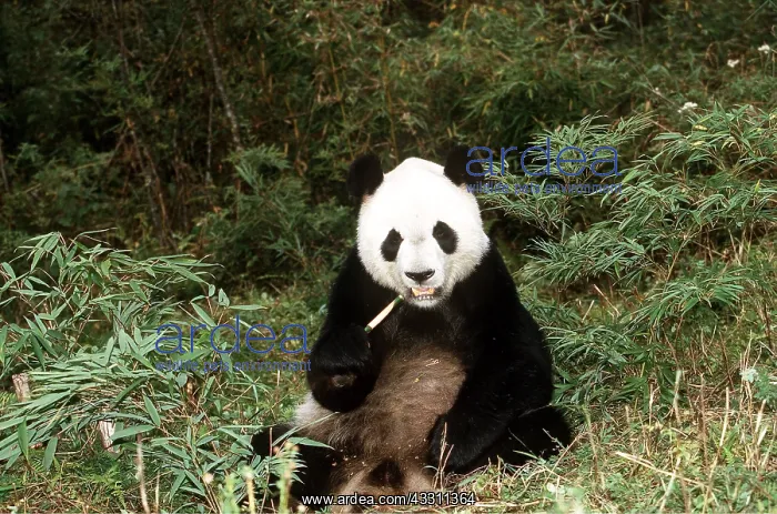: GIANT PANDA - Sitting, eating bamboo : GIANT PANDA - Sitting, eating bamboo