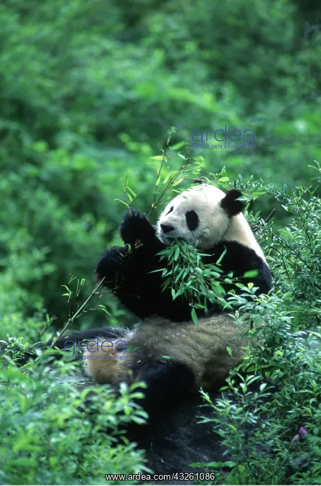 : GIANT PANDA - sitting on rock, eating bamboo : GIANT PANDA - sitting on rock, eating bamboo