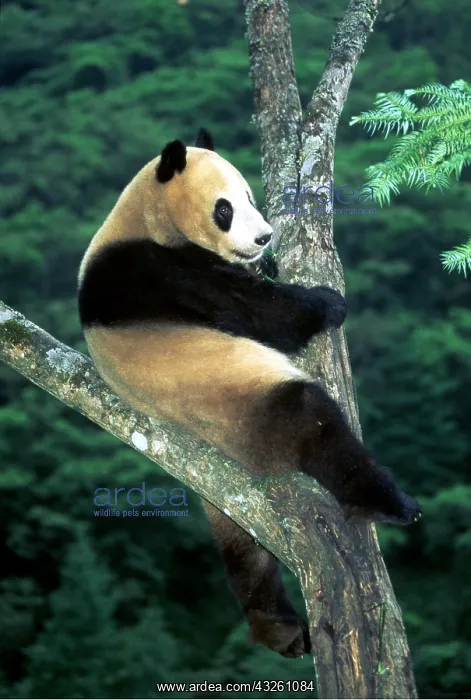 : GIANT PANDA - Sitting in tree : GIANT PANDA - Sitting in tree