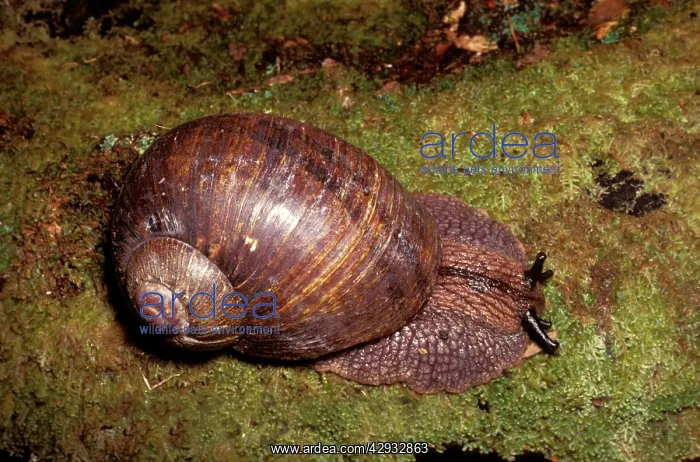 : Giant panda snail - large species up to 70 mm across : Giant panda snail - large species up to 70 mm across