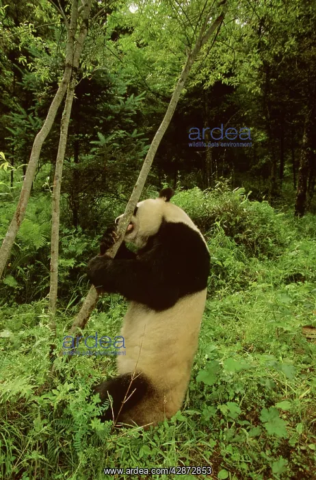 : Giant Panda - Standing at foot of small tree : Giant Panda - Standing at foot of small tree