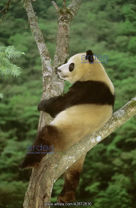 : Giant Panda - In tree : Giant Panda - In tree