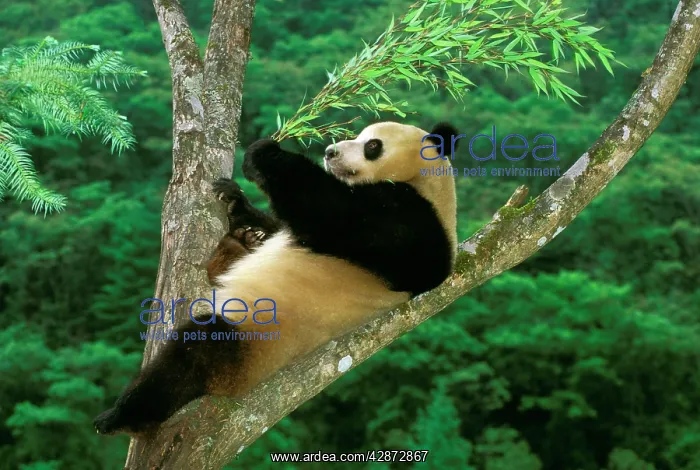 : Giant Panda - In tree : Giant Panda - In tree