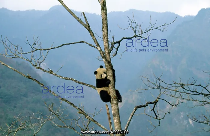 : Giant Panda - up tree : Giant Panda - up tree