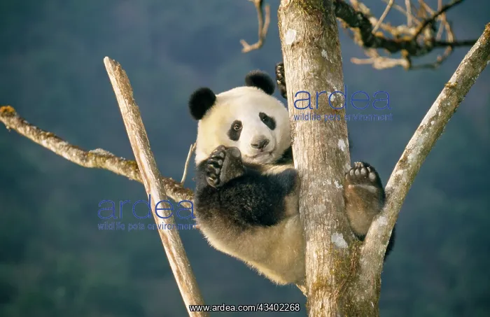 : GIANT PANDA - UP TREE : GIANT PANDA - UP TREE