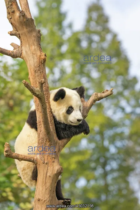 : Giant Panda in tree controlled conditions : Giant Panda in tree controlled conditions