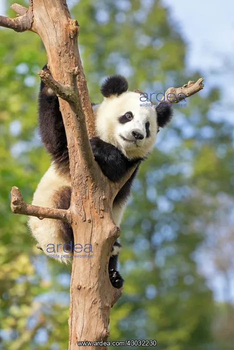 : Giant Panda in tree controlled conditions : Giant Panda in tree controlled conditions