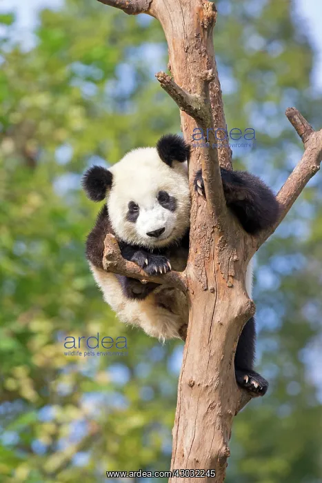 : Giant Panda in tree controlled conditions : Giant Panda in tree controlled conditions