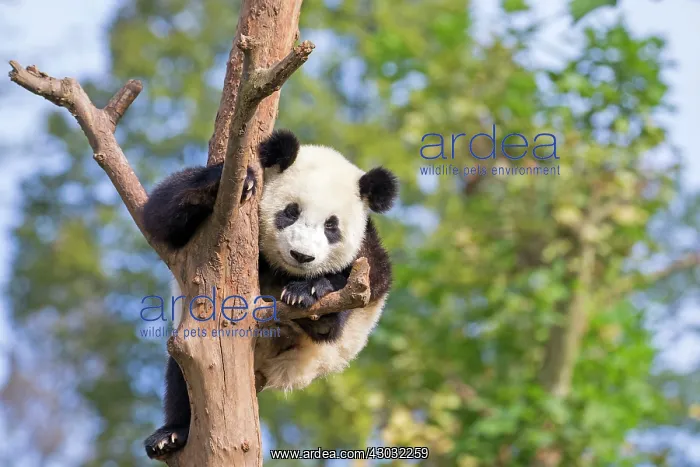 : Giant Panda in tree controlled conditions : Giant Panda in tree controlled conditions