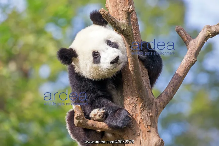 : Giant Panda in tree controlled conditions : Giant Panda in tree controlled conditions