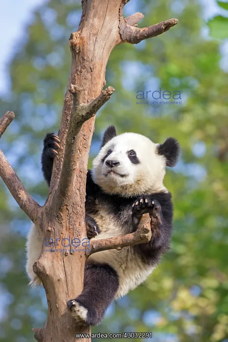 : Giant Panda in tree controlled conditions : Giant Panda in tree controlled conditions