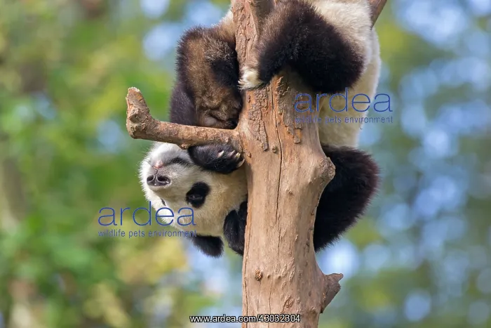 : Giant Panda in tree controlled conditions : Giant Panda in tree controlled conditions
