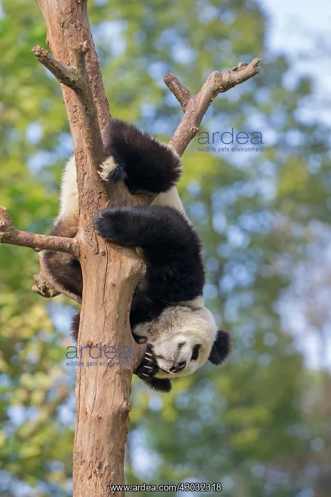 : Giant Panda in tree controlled conditions : Giant Panda in tree controlled conditions