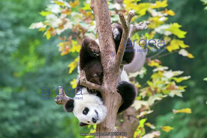 : Giant Panda in tree controlled conditions : Giant Panda in tree controlled conditions