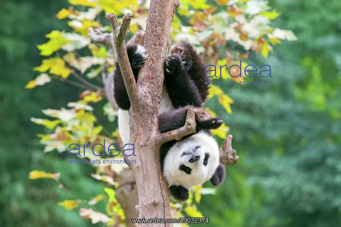 : Giant Panda in tree controlled conditions : Giant Panda in tree controlled conditions