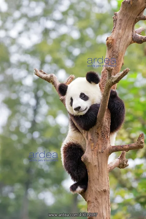 : Giant Panda in tree controlled conditions : Giant Panda in tree controlled conditions