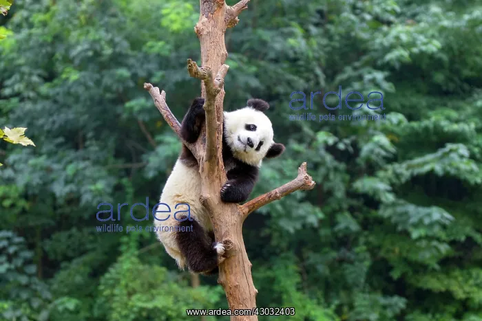 : Giant Panda in tree controlled conditions : Giant Panda in tree controlled conditions