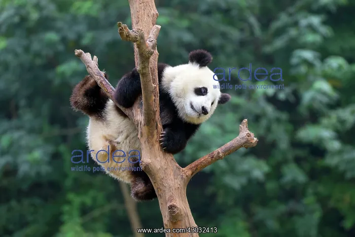 : Giant Panda in tree controlled conditions : Giant Panda in tree controlled conditions