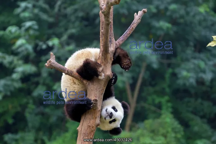 : Giant Panda in tree controlled conditions : Giant Panda in tree controlled conditions