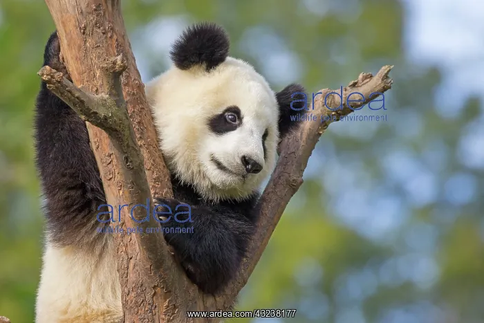: Giant Panda in tree controlled conditions : Giant Panda in tree controlled conditions