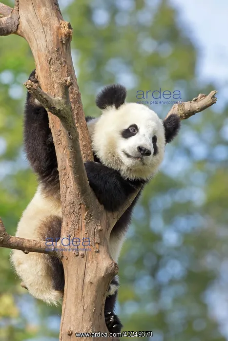 : Giant Panda in tree controlled conditions : Giant Panda in tree controlled conditions