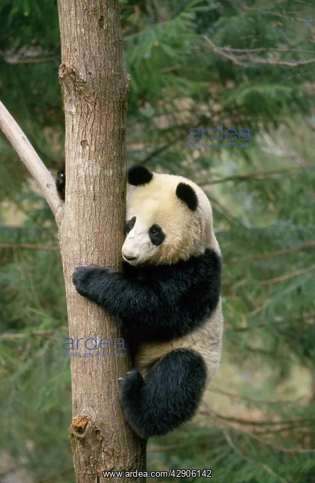 : GIANT PANDA ON TREE TRUNK : GIANT PANDA ON TREE TRUNK