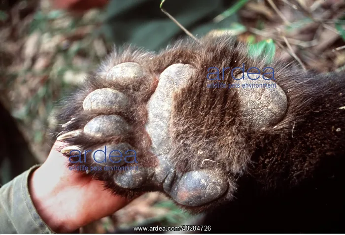 : GIANT PANDA - UNDERSIDE OF FOOT : GIANT PANDA - UNDERSIDE OF FOOT