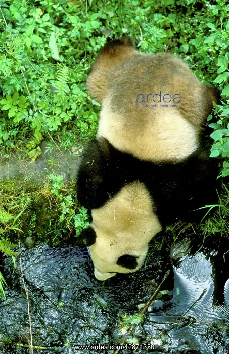 : Giant Panda - View from above : Giant Panda - View from above